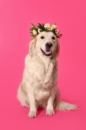 Photo of Adorable golden Retriever wearing wreath made of beautiful flowers on pink background