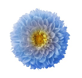 Beautiful light blue dahlia flower on white background