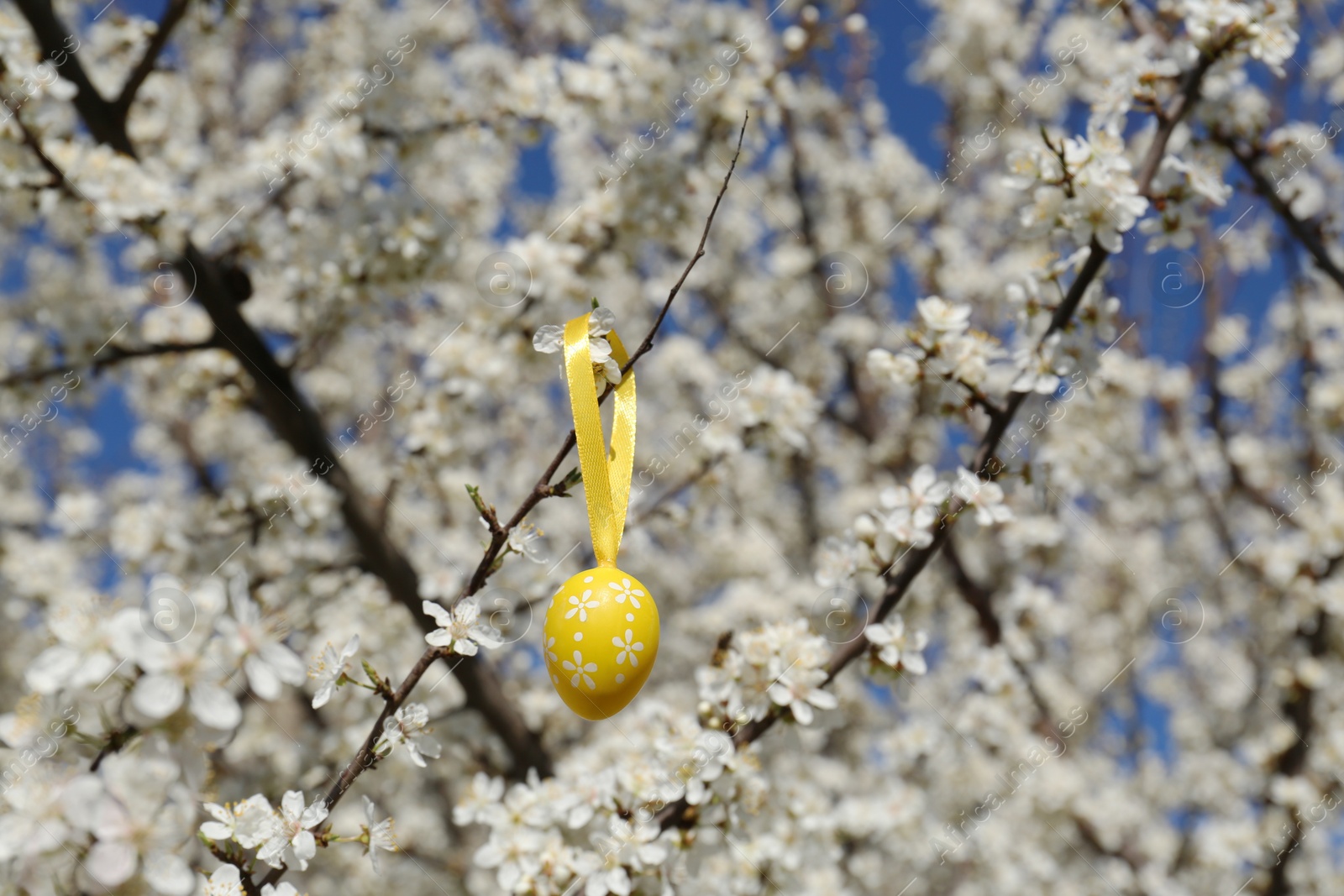 Photo of Beautifully painted Easter eggs hanging on blooming cherry tree outdoors