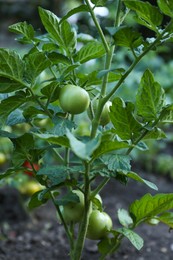 Photo of Fresh young tomato plant growing in ground outdoors. Gardening season