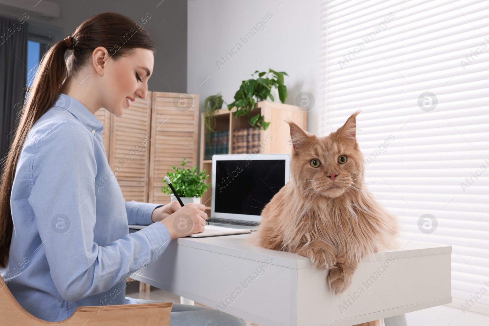 Photo of Woman working near beautiful cat at desk in room. Home office