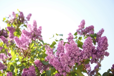 Closeup view of beautiful blossoming lilac shrub outdoors