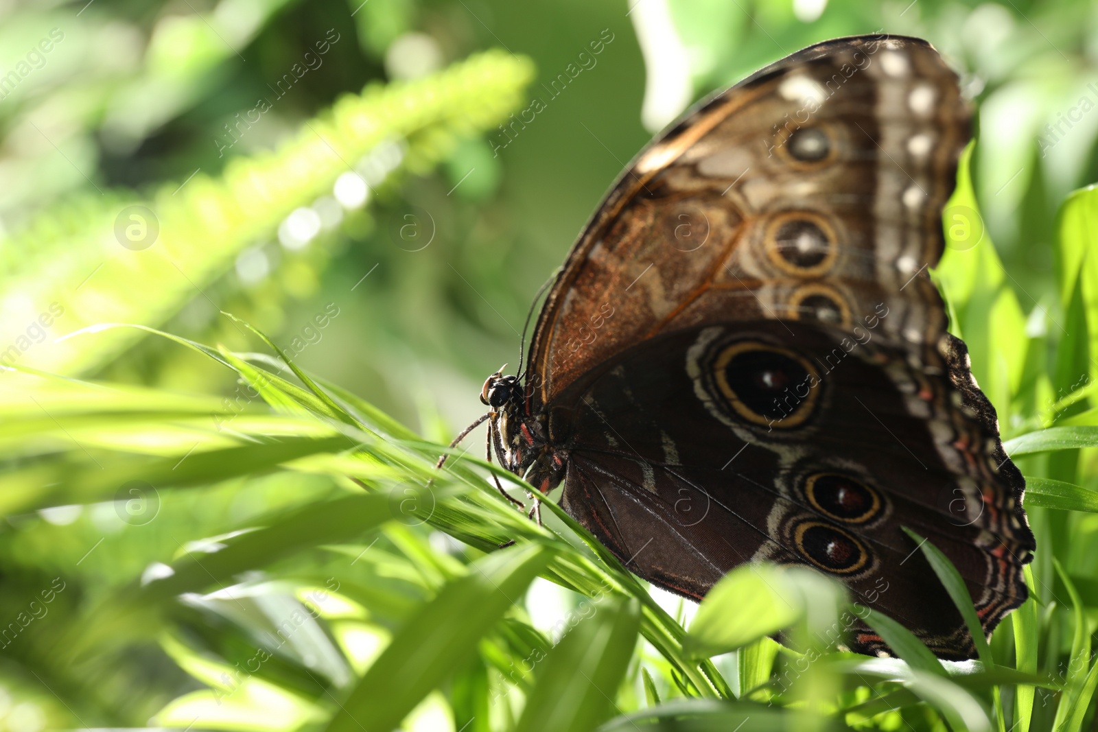 Photo of Beautiful common morpho butterfly on green plant in garden