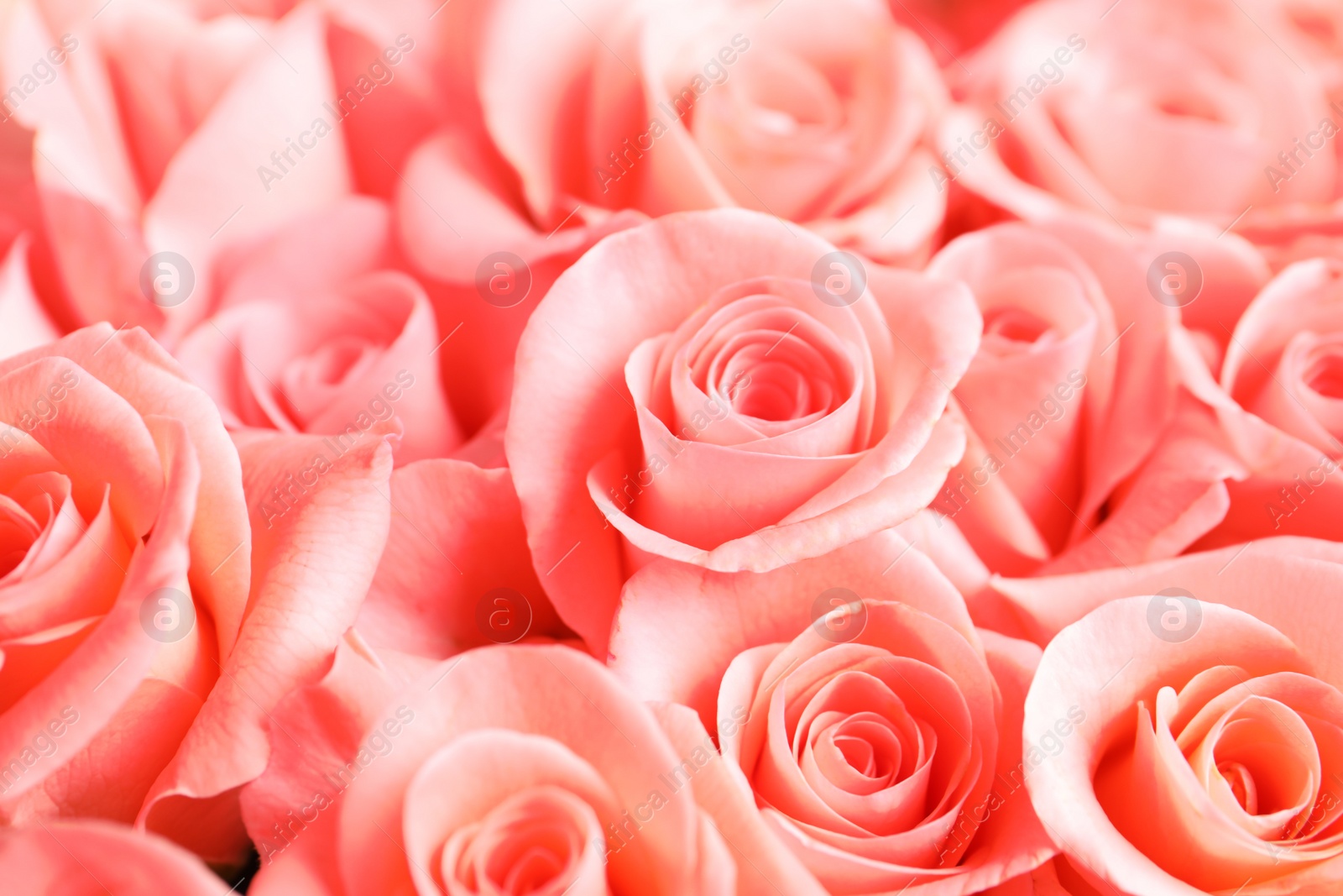 Photo of Beautiful roses as background