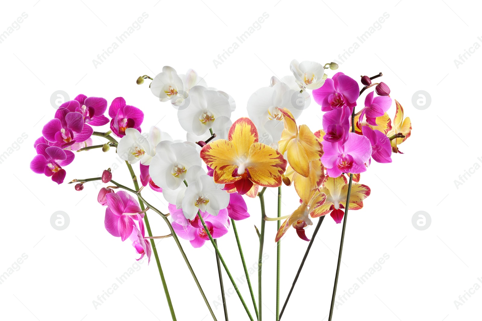 Image of Set of beautiful tropical orchid flowers on white background