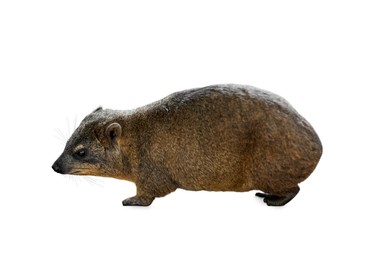 Image of Cute rock hyrax on white background. Wild animal