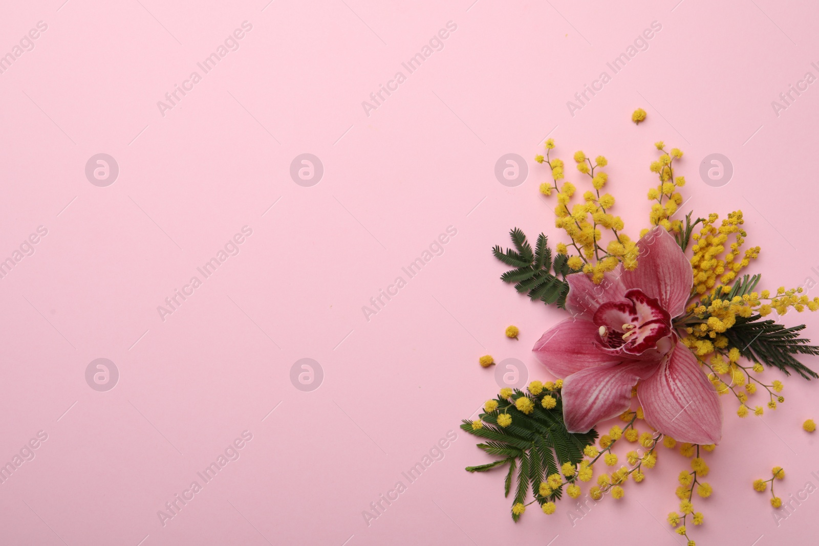 Photo of Beautiful floral composition with mimosa flowers on pink background, flat lay. Space for text