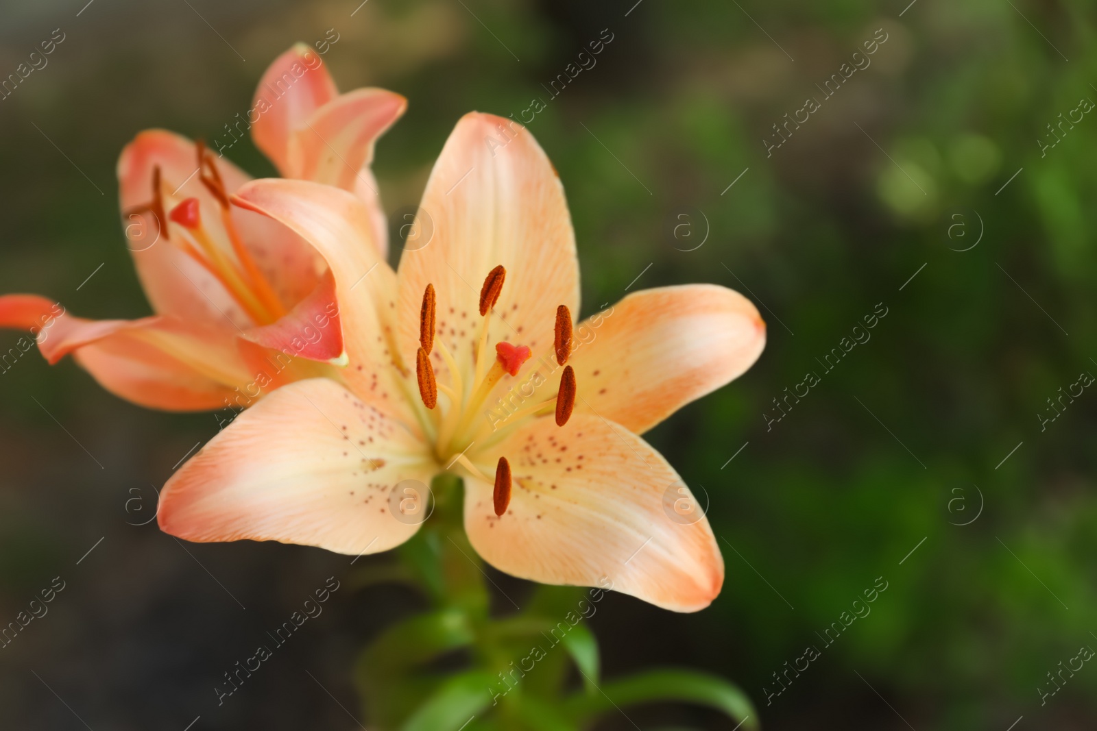 Photo of Beautiful blooming lily flowers in garden, closeup