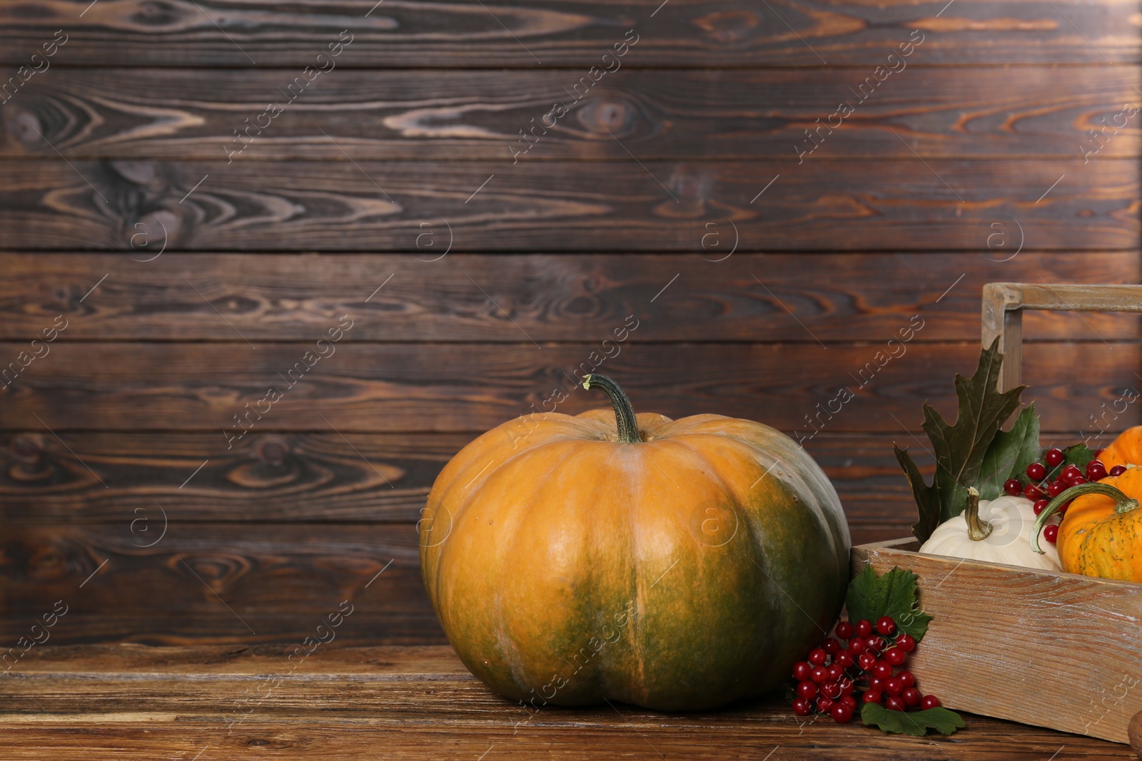 Photo of Happy Thanksgiving day. Pumpkins and berries on wooden table. Space for text