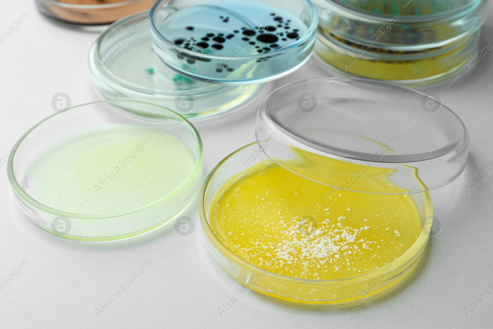 Photo of Petri dishes with different bacteria colonies on white background, closeup