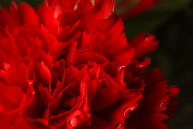 Photo of Red carnation flower with water drops on blurred background, closeup