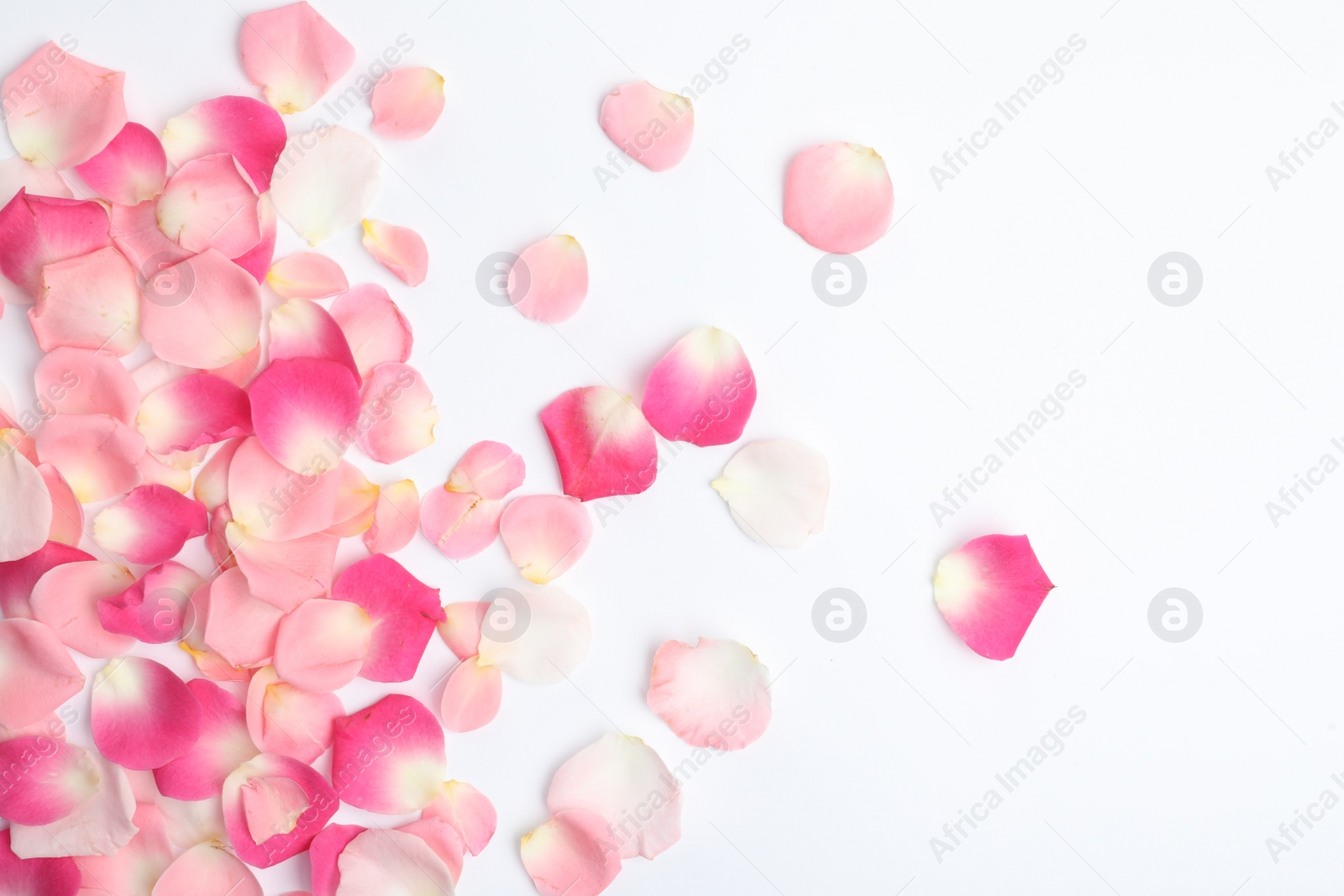 Photo of Beautiful petals on white background, flat lay