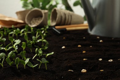 Photo of Gardening tools, corn seeds and vegetable seedlings in fertile soil
