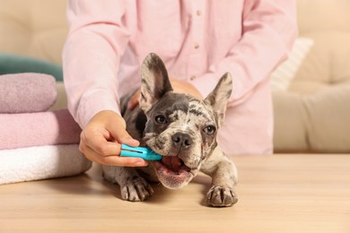 Photo of Woman brushing dog's teeth at table indoors, closeup