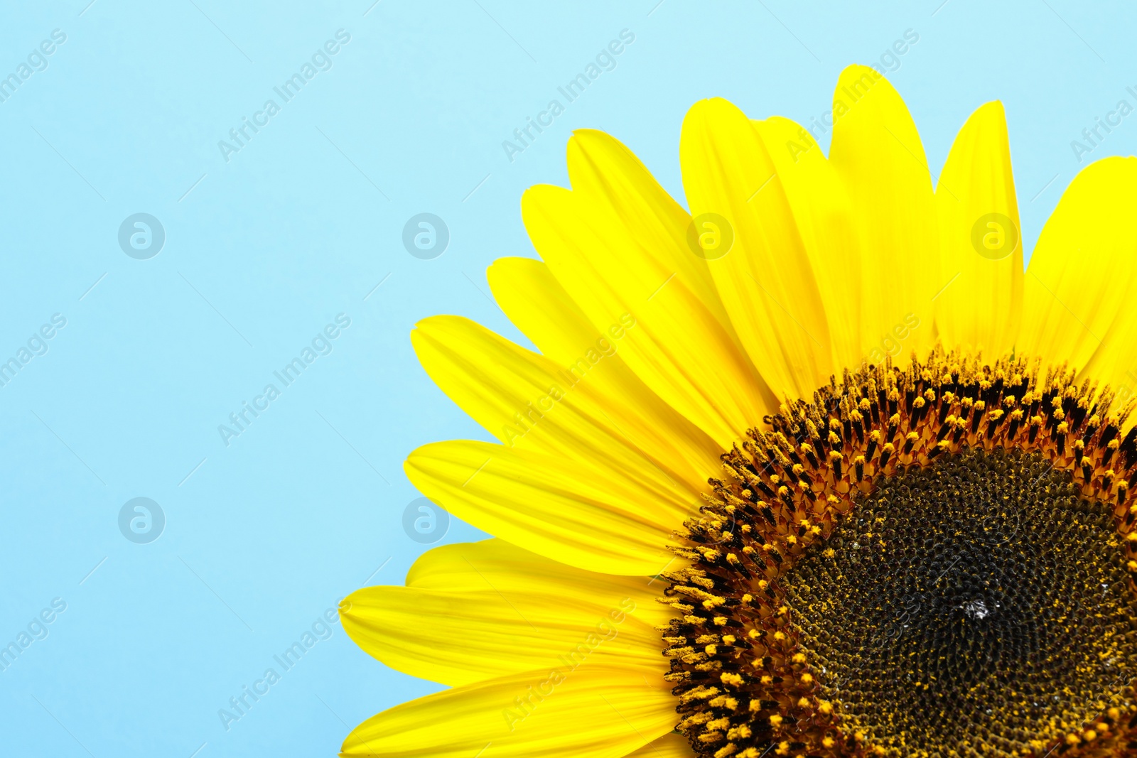 Photo of Beautiful bright sunflower on color background, top view