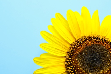 Beautiful bright sunflower on color background, top view