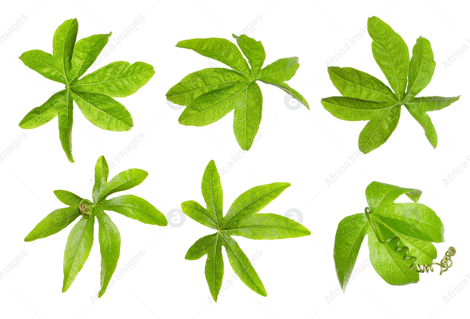 Image of Set with Passiflora plant (passion fruit) leaves on white background 