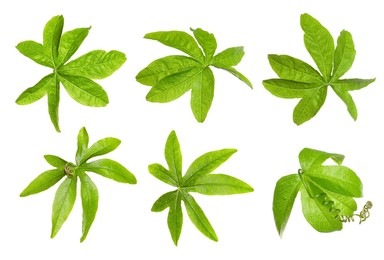 Image of Set with Passiflora plant (passion fruit) leaves on white background 