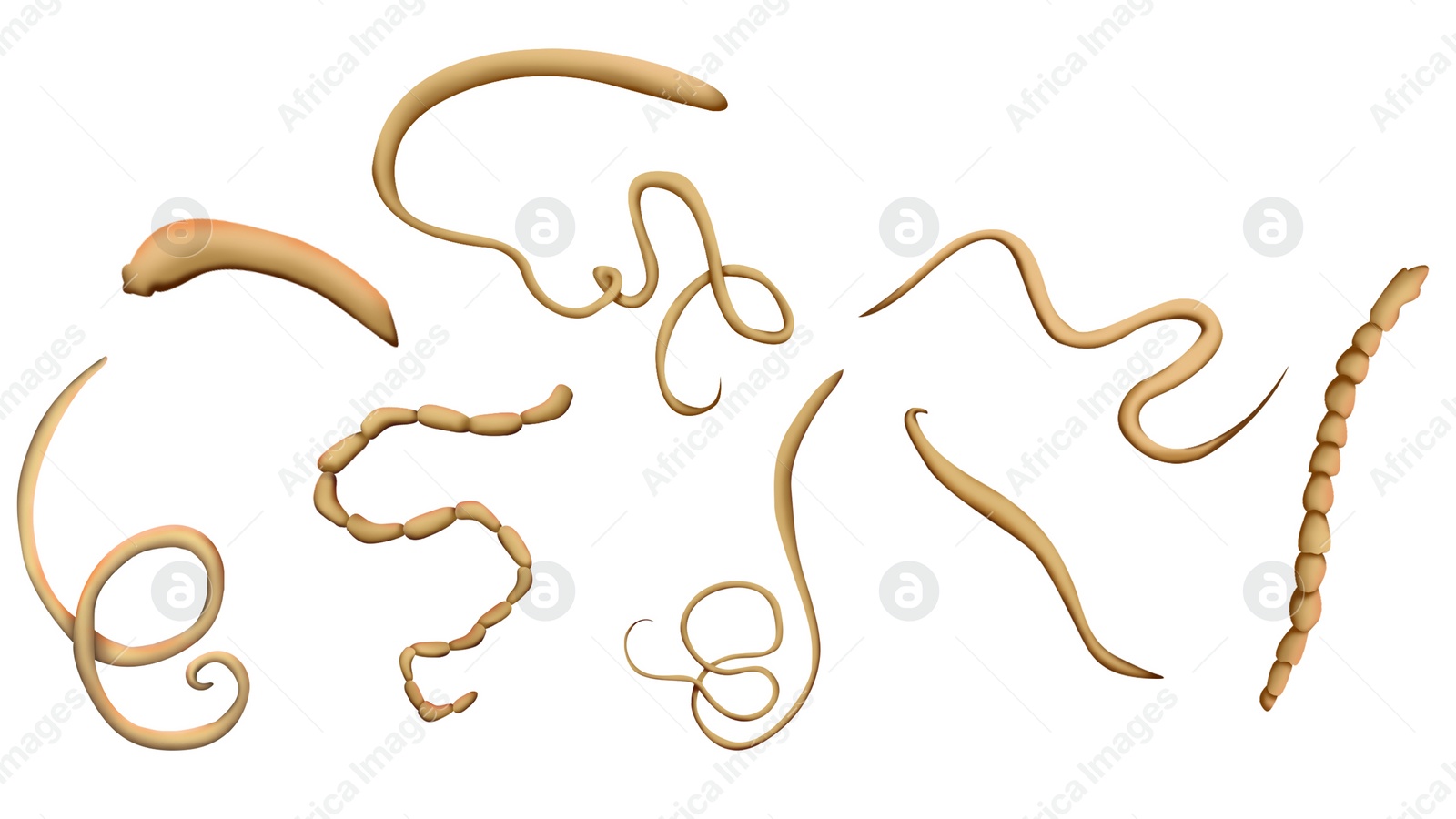 Image of Illustration of helminths on white background. Parasites in human body, banner design