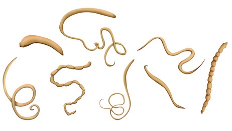 Illustration of helminths on white background. Parasites in human body, banner design