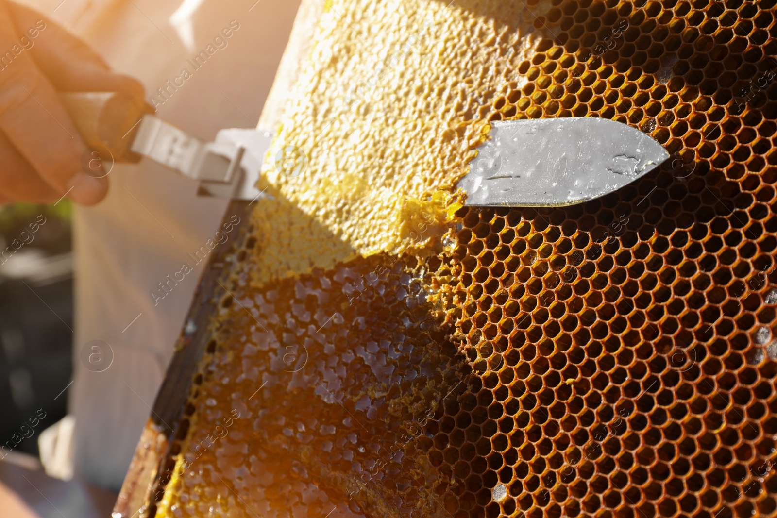 Photo of Beekeeper uncapping honeycomb frame with knife, closeup