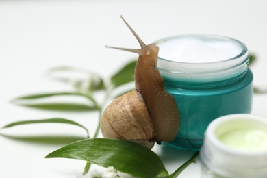 Snail, jar with cream and green leaves on white table, closeup