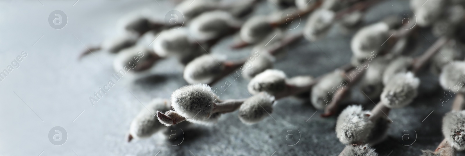 Image of Beautiful pussy willow branches on grey background, closeup. Banner design