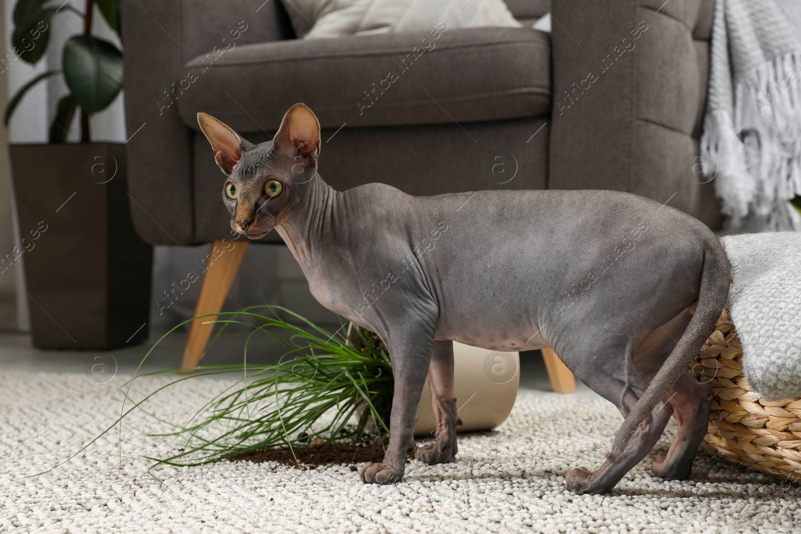 Photo of Sphynx cat near overturned houseplant on carpet at home