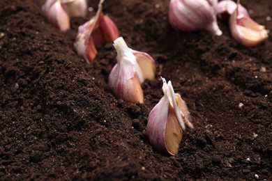 Photo of Cloves of garlic in fertile soil, closeup. Vegetable planting