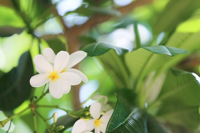 Beautiful white flowers at tropical resort on sunny day