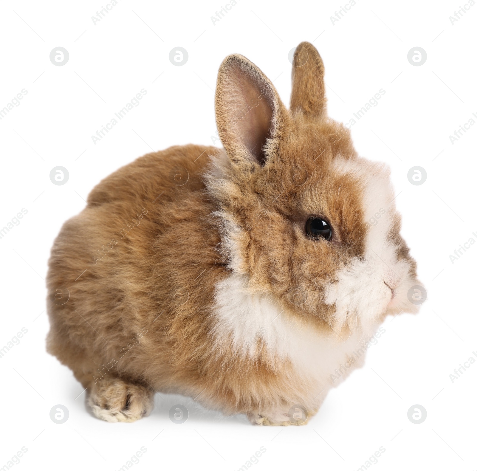 Photo of Cute little rabbit on white background. Adorable pet