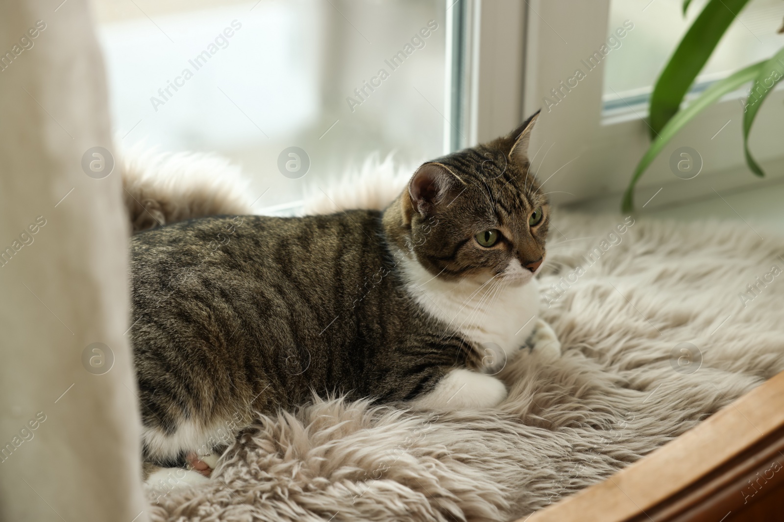 Photo of Cute cat on white faux fur rug at window sill indoors