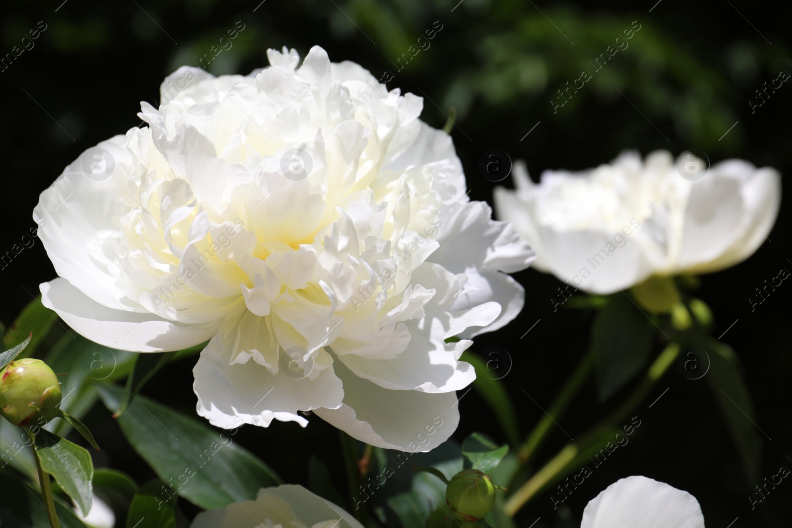 Photo of Closeup view of blooming white peony bush outdoors