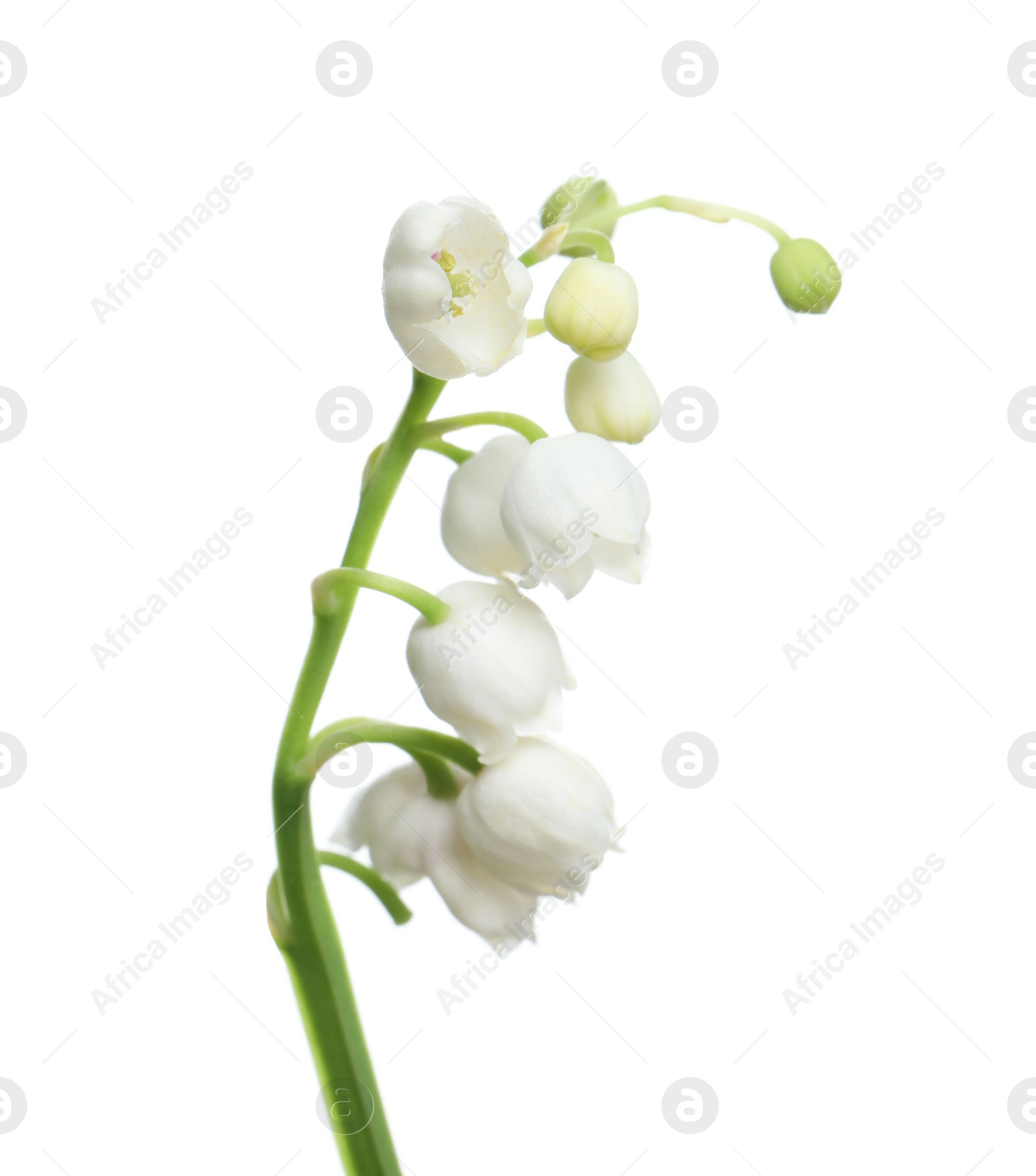 Photo of Beautiful lily of the valley flower on white background