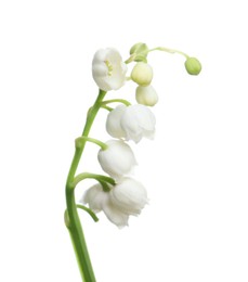 Photo of Beautiful lily of the valley flower on white background