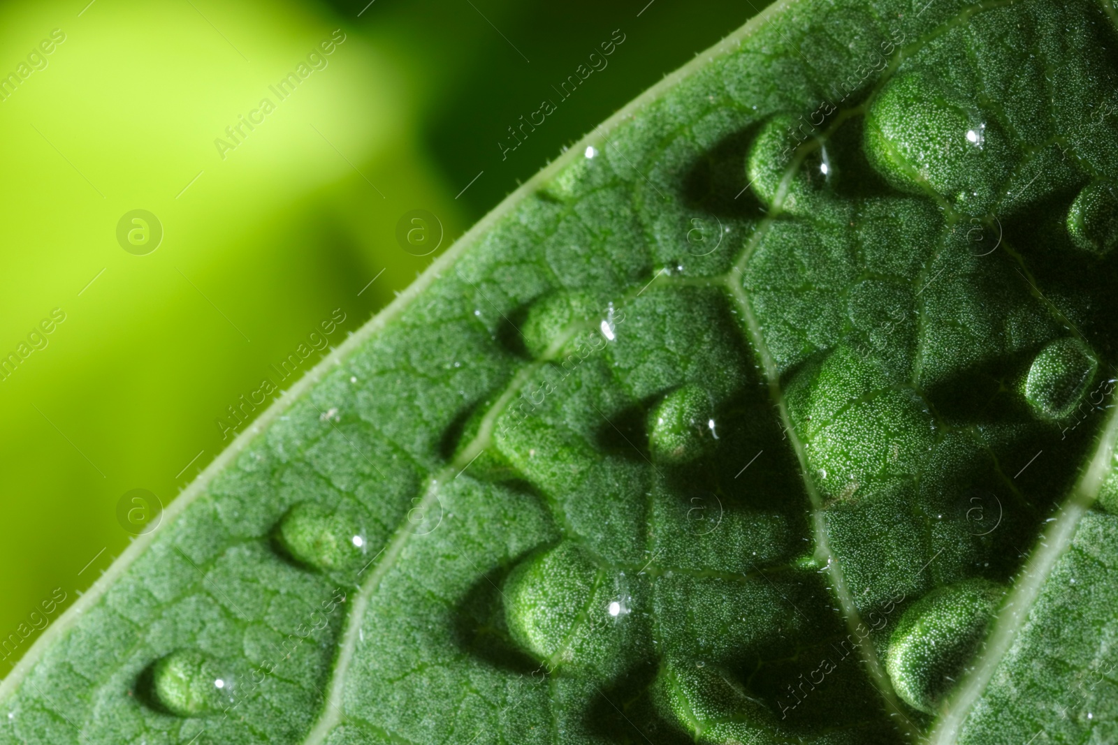 Photo of Macro photo of leaf with water drops on blurred green background