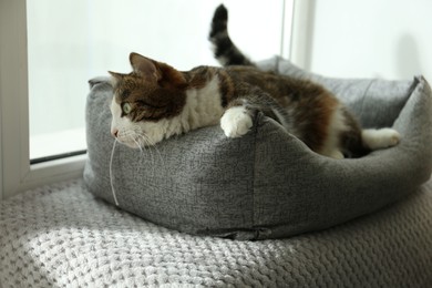 Photo of Cute cat lying on pet bed at home