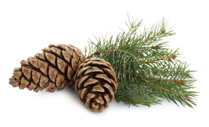 Beautiful fir tree branches with pinecones on white background