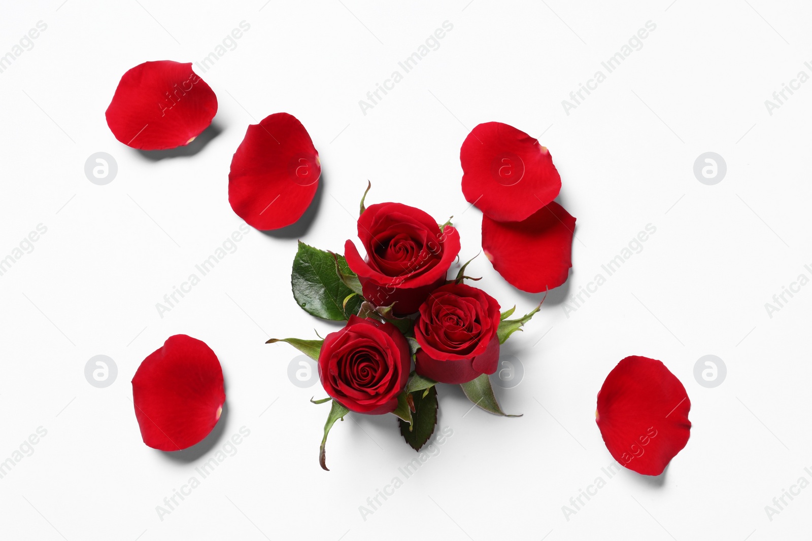 Photo of Beautiful red roses and petals on white background, top view