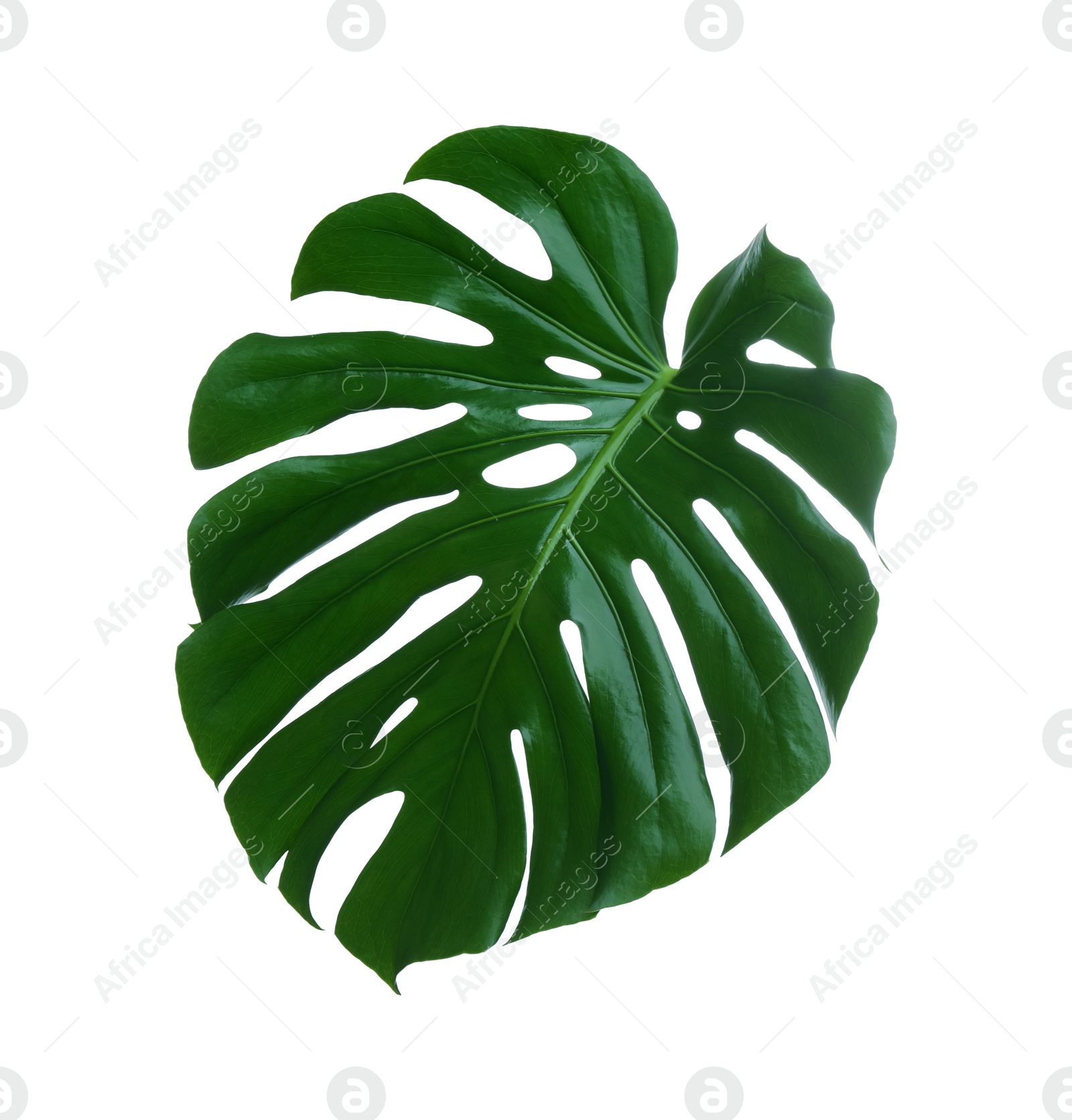 Photo of Beautiful monstera leaf isolated on white. Tropical plant