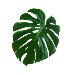 Photo of Beautiful monstera leaf isolated on white. Tropical plant