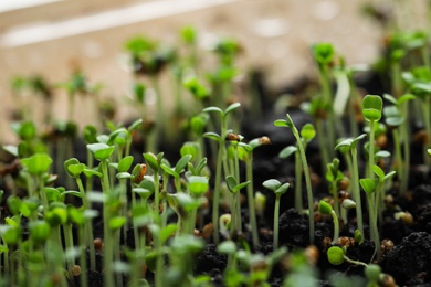 Young arugula sprouts growing in soil, closeup