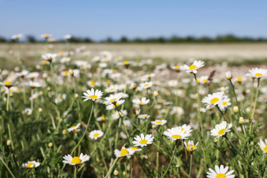 Closeup view of beautiful chamomile field on sunny day