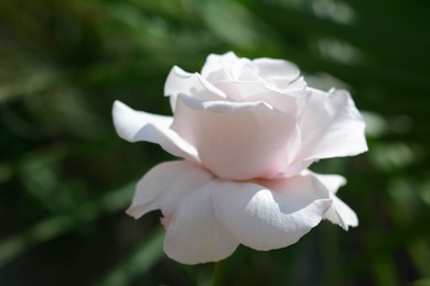 Photo of Beautiful pink rose flower blooming outdoors, closeup