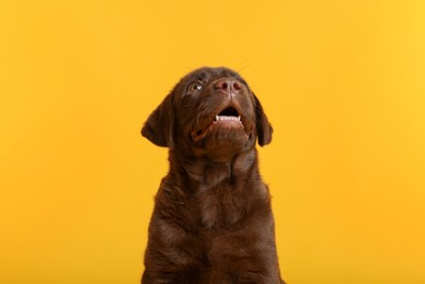 Photo of Cute chocolate Labrador Retriever puppy on yellow background