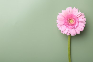 Beautiful pink gerbera flower on pale green background, top view. Space for text