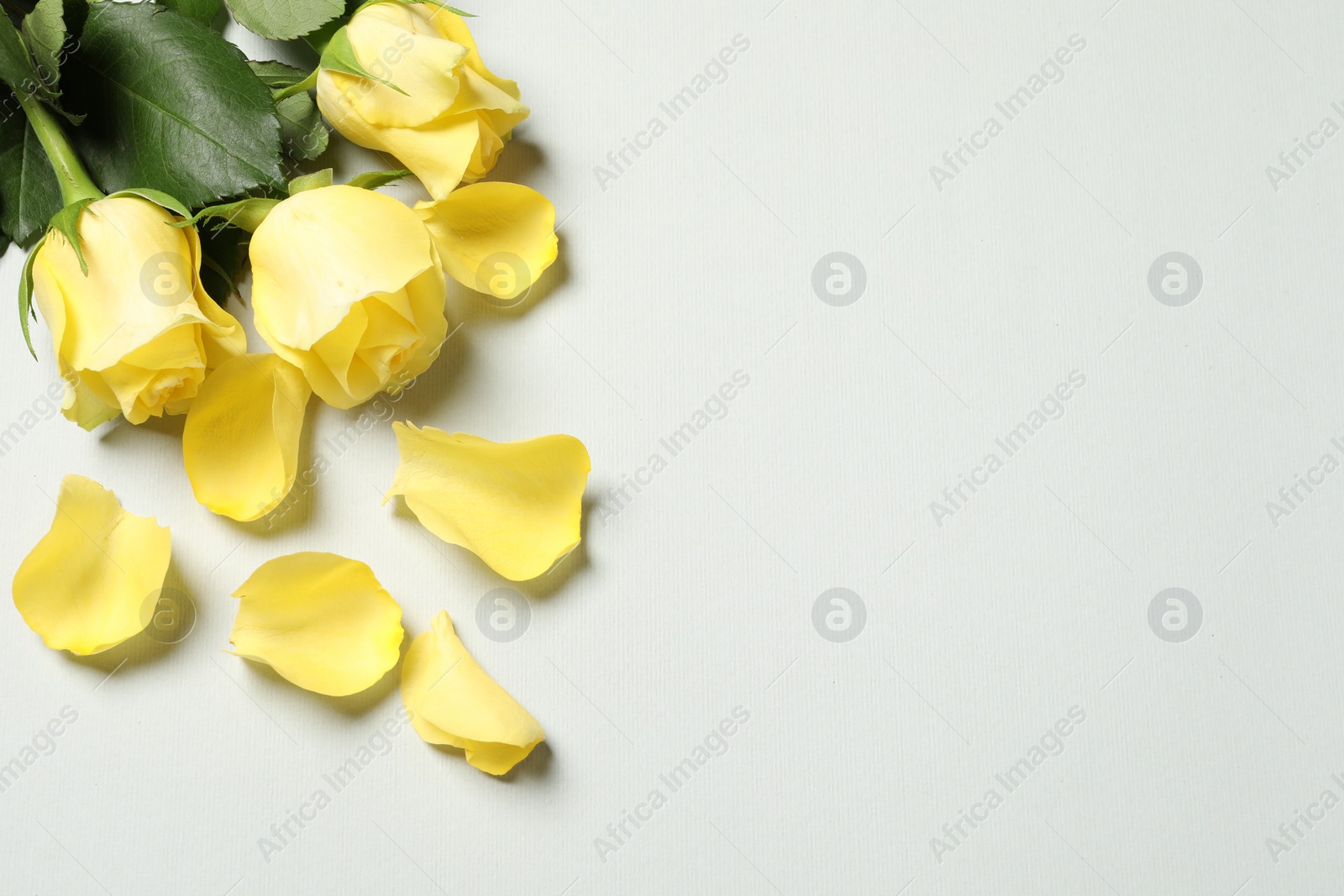 Photo of Beautiful yellow roses and petals on light grey background, above view. Space for text