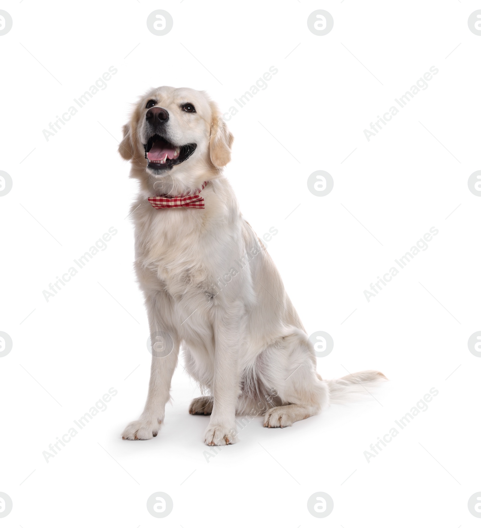 Photo of Cute Labrador Retriever with stylish bow tie on white background