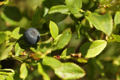 Photo of Ripe bilberry growing in forest, closeup. Seasonal berries