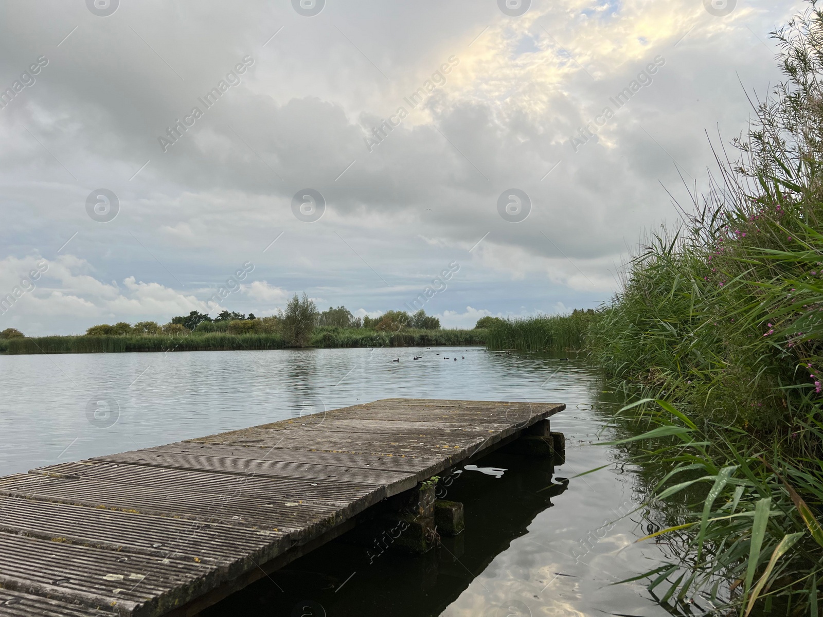 Photo of Picturesque view of river reeds and cloudy sky